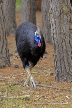 Double-wattled cassowary (Casuarius casuarius), adult, running, Australia