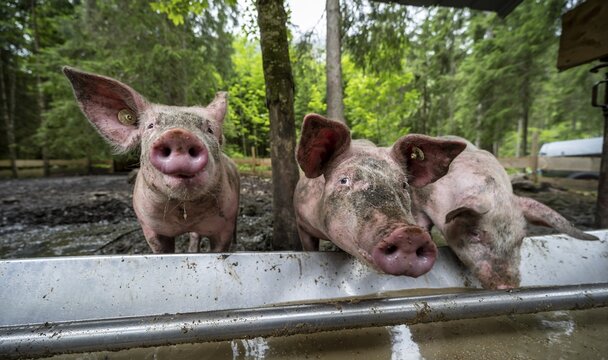Domestic Pigs (Sus scrofa domesticus) at a trough in an outdoor enclosure, Allg&auml;u, Bavaria, Germany