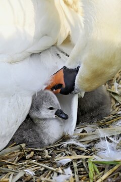 Mute swan (Cygnus olor), female with newly hatched chicks sitting on nest, Cham, Lake Zug, Canton Zug, Switzerland