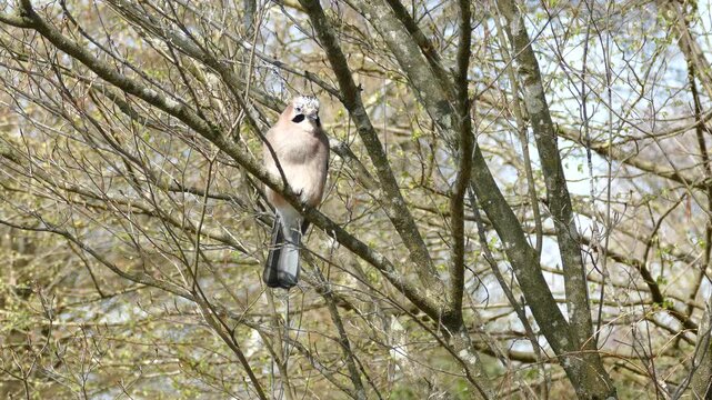 Eurasian Jay (Garrulus glandarius) perched on a tree branch in Zurich, Switzerland