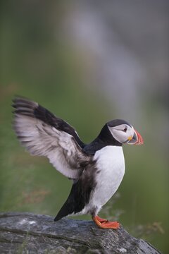 Puffin or Atlantic Puffin (Fratercula arctica), Runde, S&oslash;r&oslash;yane, M&oslash;re og Romsdal, Norway