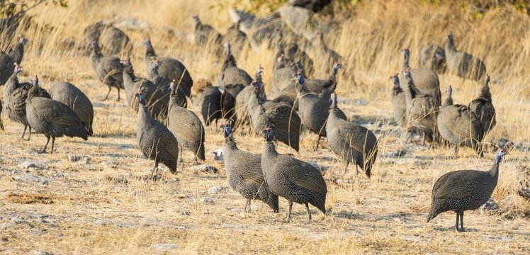 Helmeted Guineafowl (Numida meleagris), Etosha National Park, Namibia