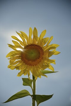 Sunflower (Helianthus annuus)