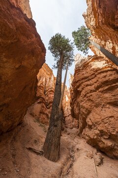 Douglas fir (Pseudotsuga menziesii), colored rock formations, Hoodoos, Navajo Loop Trail, Bryce Canyon National Park, Utah, USA