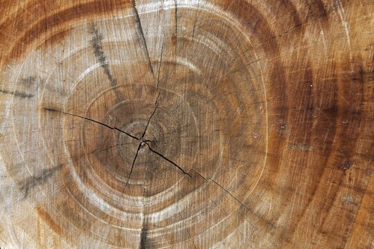 Tree slice with cracks in the wood, Baden-W&uuml;rttemberg, Germany