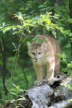 Cougar (Puma concolor), adult, standing on rock, Pine County, Minnesota, USA