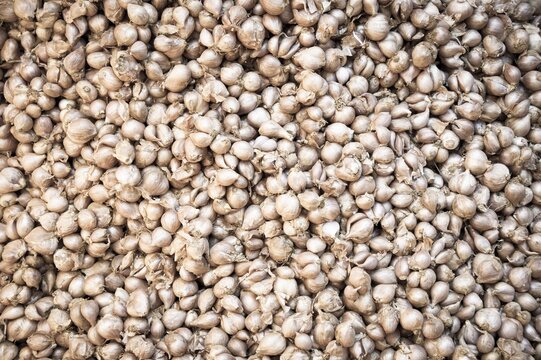 Garlic (Allium sativum)