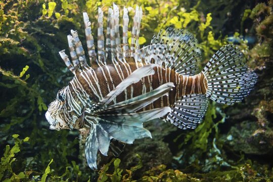 Pacific red lionfish (Pterois volitans)