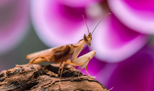 Mantis, nymph of the African flower mantis (Pseudocreobotra wahlbergii), captive, occurrence Africa