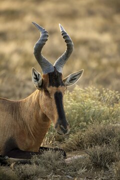 South African Hartebeest (Alcelaphus buselaphus selbornei), adult, dormant, animal portrait, Mountain Zebra National Park, Eastern Cape, South Africa