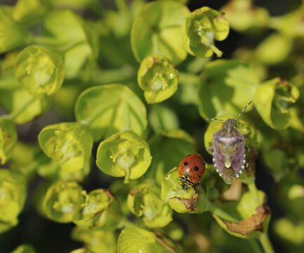 Leaves of Stonecrop (Sedum) and ladybird in Lubenice on Cres, Croatia, Europe