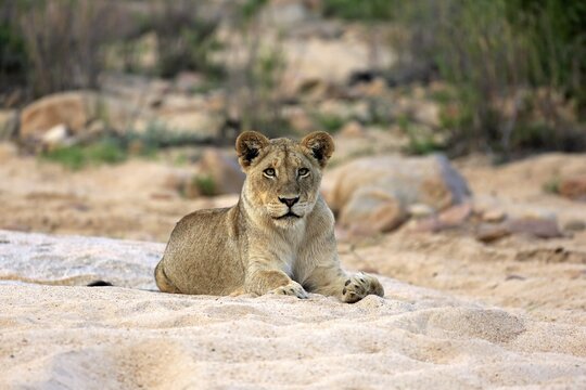 Lion (Panthera leo), adult female, resting, lying, observing, in dry riverbed, Sabi Sand Game Reserve, Kruger National Park, South Africa