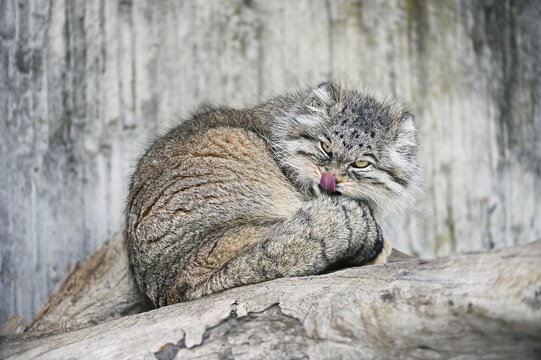 Manul or Pallas' cat (Felis manul), adult, captive, occurrence Central Asian highlands, Afghanistan, Mongolia