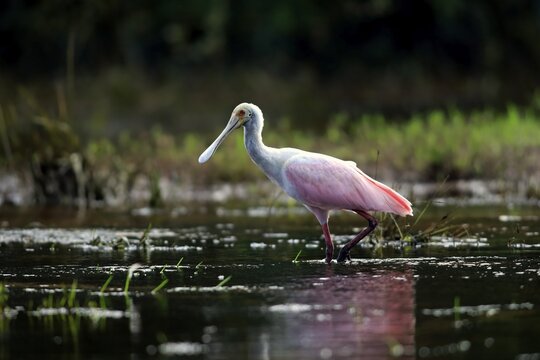 Roseate spoonbill (Ajaia ajaja), adult in the water, foraging, Pantanal, Mato Grosso, Brazil