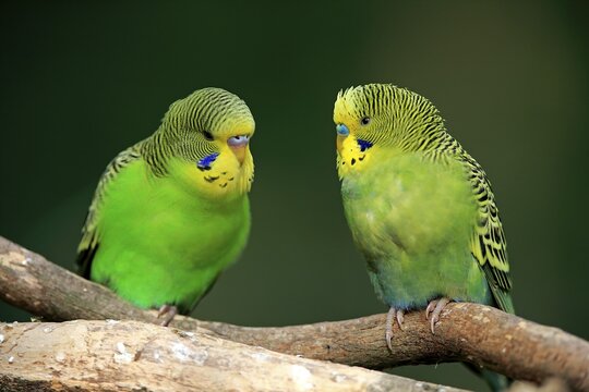 Budgies (Melopsittacus undulatus), pair sitting on branch, captive