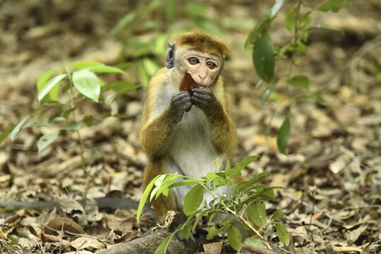 Toque macaque (Macaca sinica), eats at the forest floor, Yala National Park, Sri Lanka