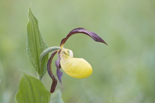 Lady's Slipper Orchid (Cypripedium calceolus), Rothenstein, Thuringia, Germany