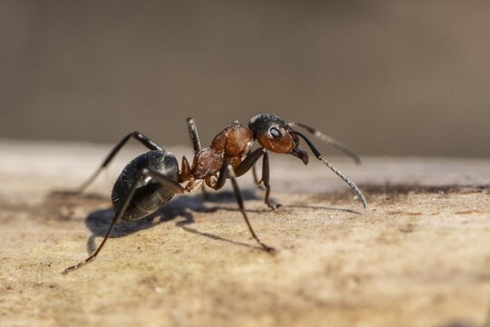 Red Wood Ant (Formica rufa), Emsland, Lower Saxony, Germany