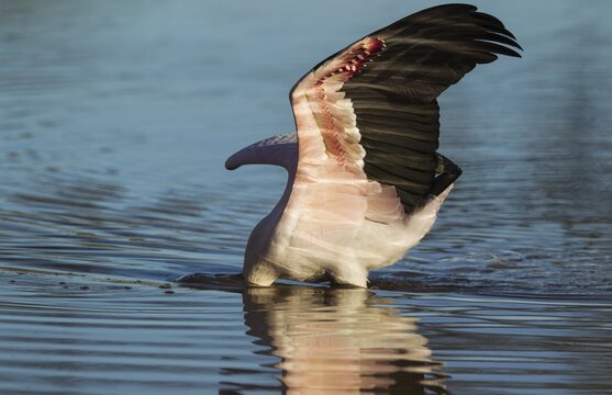 Yellow-billed Stork (Mycteria ibis), hunting in a pool with its head totally submerged and the wings open to keep balance, Okavango Delta, Moremi Game Reserve, Botswana
