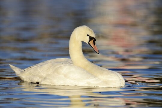 Mute Swan (Cygnus olor) in the evening light, Cham, Canton of Zug, Switzerland