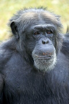 Chimpanzee (Pan troglodytes troglodytes), male, portrait, captive, Miami, Florida, USA