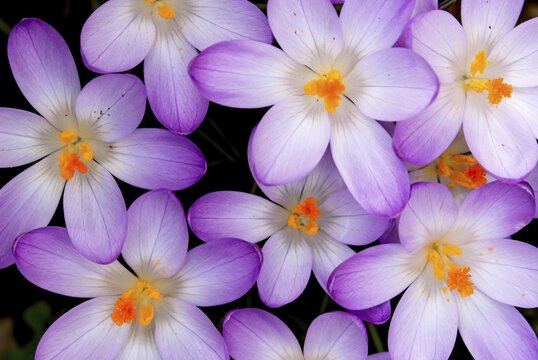 Crocuses (Crocus vernus), Hesse, Germany