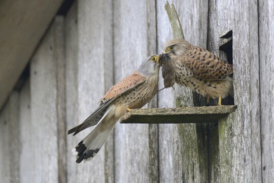 Common kestrels (Falco tinnunculus), mouse transfer, Emsland, Lower Saxony, Germany