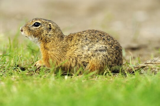 European ground squirrel (Spermophilus citellus) sitting in a crouching position
