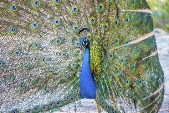 Indian peafowl (Pavo cristatus) beats wheel, Blue peacock Plaka Forest, Kos, Dodecanese, Greece