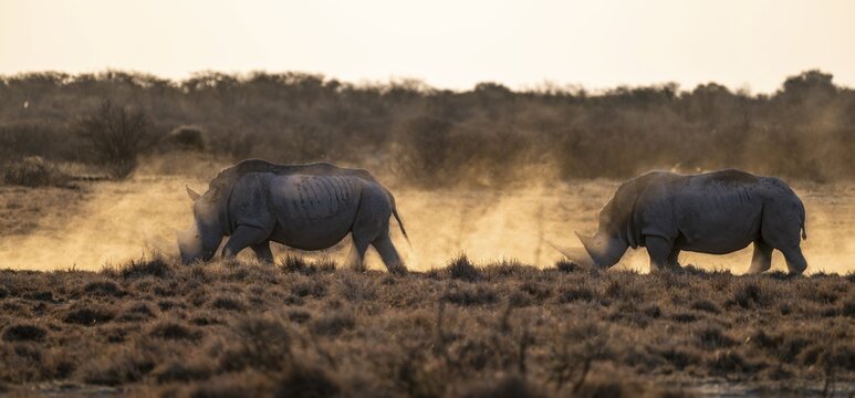 Southern white rhinoceros (Ceratotherium simum simum), Khama Rhino Sanctuary, Serowe, Botswana