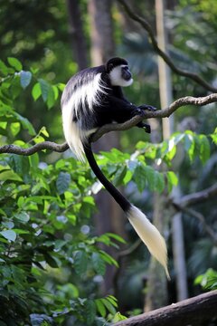 Angola colobus (Colobus angolensis), adult, sitting on tree, captive, native to Africa
