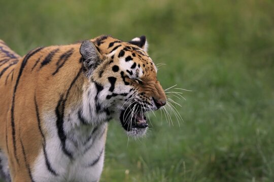 Siberian Tiger (Panthera tigris altaica), adult, snarling, native to Asia, captive, England, United Kingdom