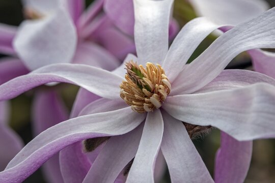Flower of the star magnolia (Magnolia stellata), Baden-W&uuml;rttemberg, Germany