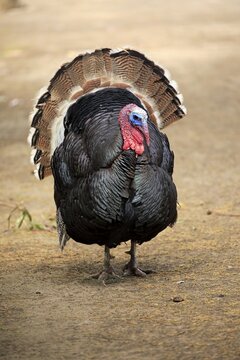 Common turkey (Meleagris gallopavo), mating male, Kangaroo Island, South Australia, Australia