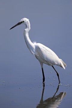 Little egret (Egretta garzetta), adult, walking through water, foraging, Bundala National Park, Sri Lanka