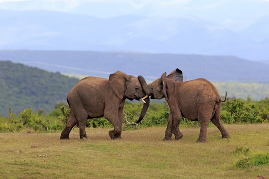 African Elephants (Loxodonta africana), adult males fighting, social behavior, Addo Elephant National Park, Eastern Cape, South Africa