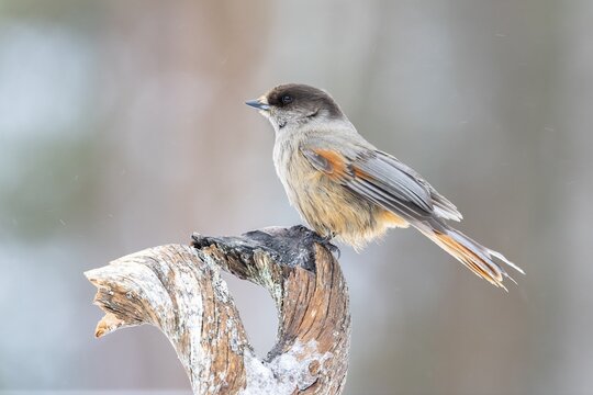 Siberian jay (Perisoreus infaustus) sitting on a branch, Oulanka National Park, Kuusamo, Lapland, Finland