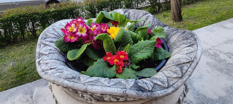 flowers in the garden