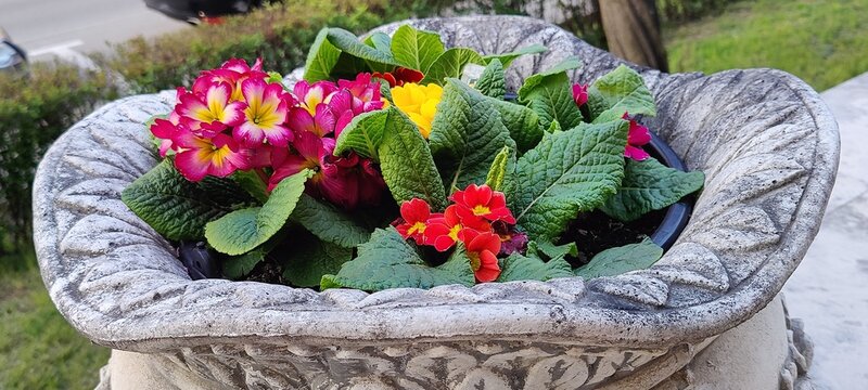 basket with flowers