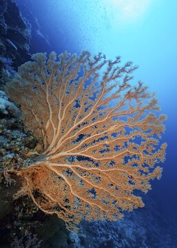 Gorgonian fans (Annella mollis) on coral reef wall, backlit, Sinai Peninsula, Egypt, Red Sea