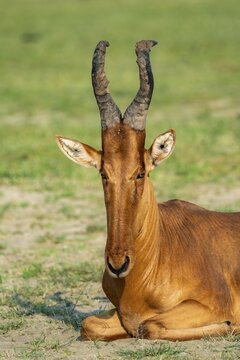Lelwel hartebeest (Alcelaphus lelwel) sitting, animal portrait, Murchison Falls National Park, Uganda