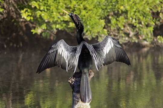 American Darter (Anhinga anhinga) sits on tree trunk in river and dries spread wings, Rainbow River, Rainbow Springs State Park, Dunnelon, Florida, USA