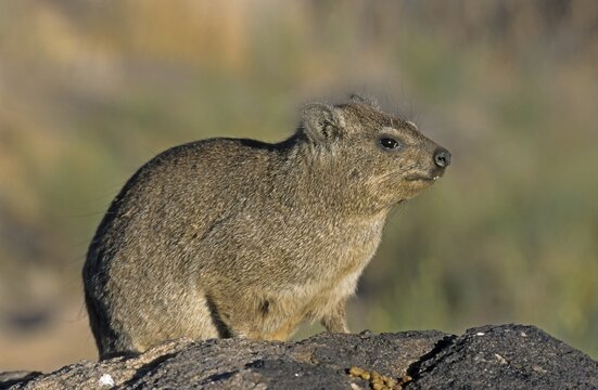 Cape Hyrax (Procavia capensis) Namibia, Africa