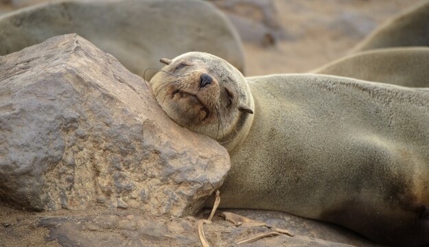 Brown Fur Seal (Arctocephalus pusillus) at Cape Cross, Namibia, Africa