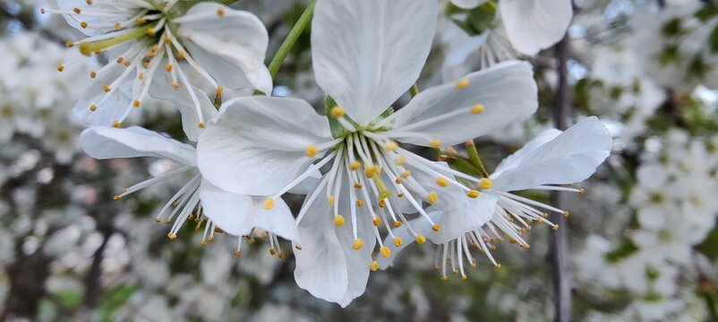 white flowers on blue background