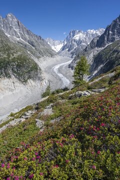 Alpine roses, glacier tongue Mer de Glace, in the back Grandes Jorasses, Mont Blanc area, France