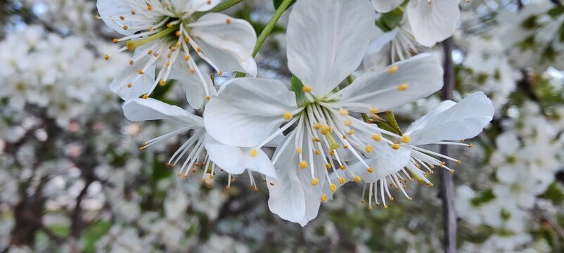 white flowers on blue background