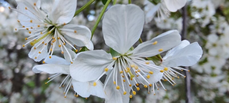 white flowers on blue background