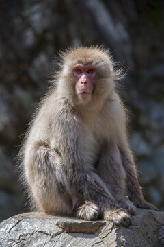 Japanese macaque (Macaca fuscata), sitting on rocks, Yamanouchi, Nagano Prefecture, Honshu Island, Japan