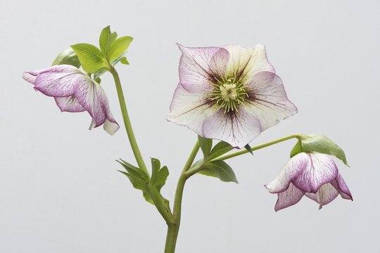Lenten rose (Helleborus orientalis hybrids "Picotee"), Emsland, Lower Saxony, Germany